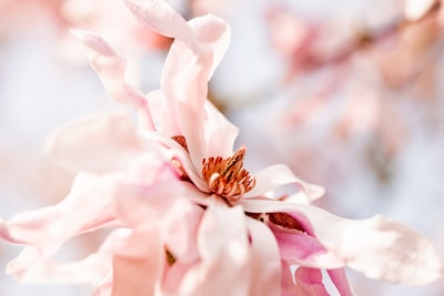 Tilt shift lens of pink flowers
